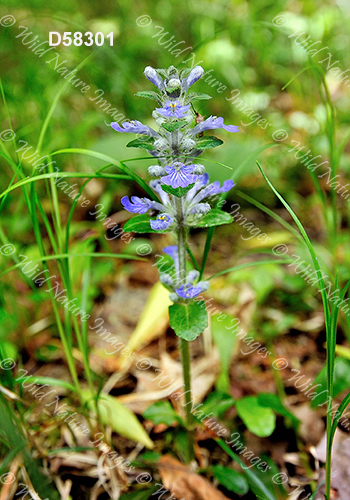 Ajuga reptans